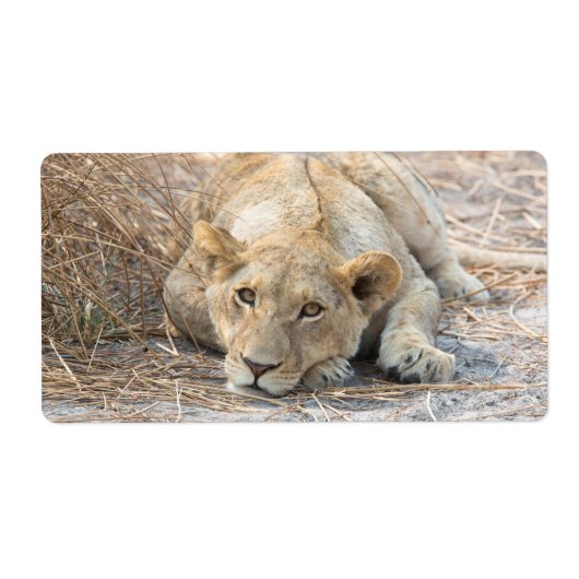 Étiquette Jeune lion (Devant)