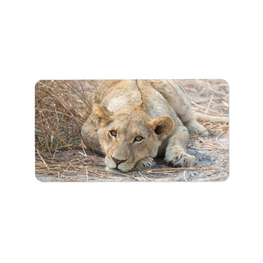 Étiquette Jeune lion (Devant)