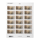 Étiquette Jeune lion (Feuille entière)