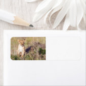 Étiquette Jeune lion (En situation)