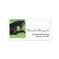 Joli Cheval Brown allongé dans l'herbe