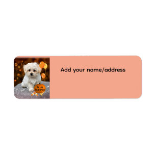 Étiquette Joli chiot maltais célèbre Halloween