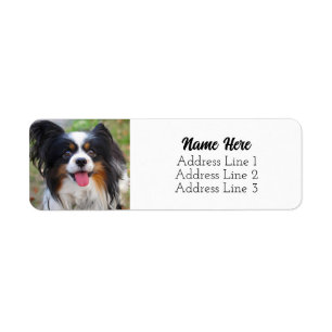 Étiquette Jolie Tri Color Papillon Chien de Chien Chien De C