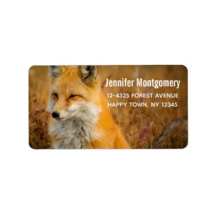 Étiquette Jote Red Fox Wilderness Nature Photographie