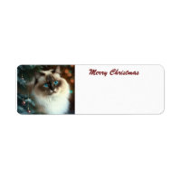 Joyeux chat de Noël