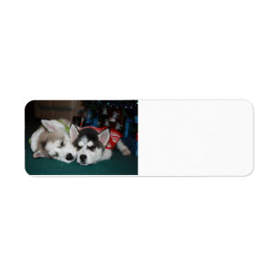 Étiquette Lables d'adresse de chien de traîneau sibérien