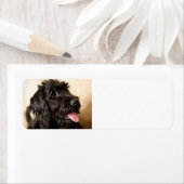 Étiquette labradoodle noir (En situation)