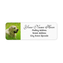 Labrador Dog Adresse de retour