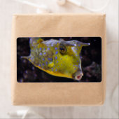 Étiquette Lactoria cornuta (En situation)