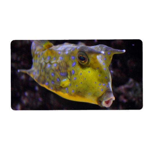 Étiquette Lactoria cornuta (Devant)