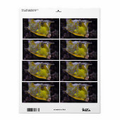 Étiquette Lactoria cornuta (Feuille entière)