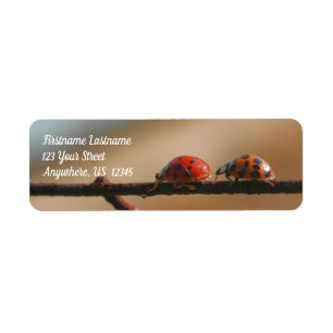 Étiquette Ladybugs Jouer Suivre L'Adresse Leader