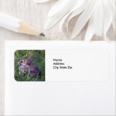 Étiquette Lapin 8603 (En situation)