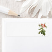 Étiquette le chou s'est levé (foliacea de centifolia de (En situation)