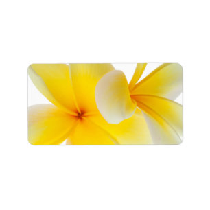 Étiquette Le Plumeria fleurit le Frangipani jaune blanc