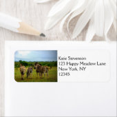 Étiquette Les zèbres africains dans un cadre naturel (En situation)