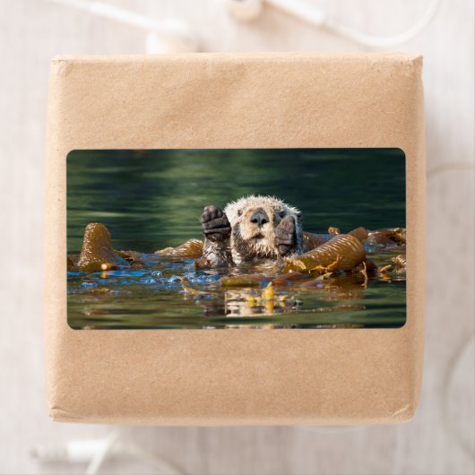 Étiquette Loup de mer agité (En situation)