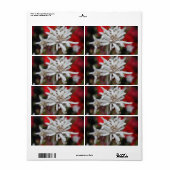 Étiquette Lovely Edelweiss Leontopodium nivale (Feuille entière)