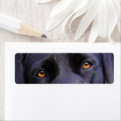 Étiquette LR yeux noirs (En situation)