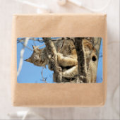 Étiquette Lynx espiègle (En situation)