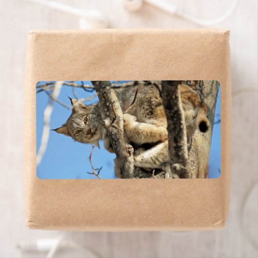 Étiquette Lynx espiègle (En situation)