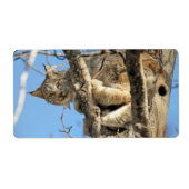 Étiquette Lynx espiègle (Devant)