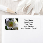 Étiquette Lys de Pâques blanc (En situation)