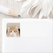 Étiquette maine coon 3 (En situation)