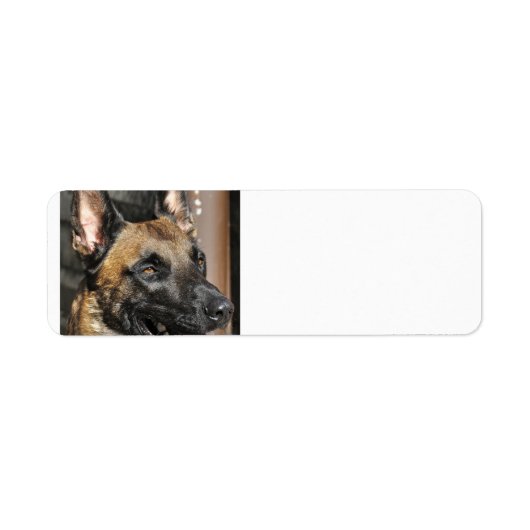Étiquette malinois belge.png (Devant)