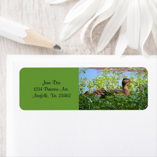 Étiquette Mallard et canettes-Natation par Shirley Taylor (En situation)