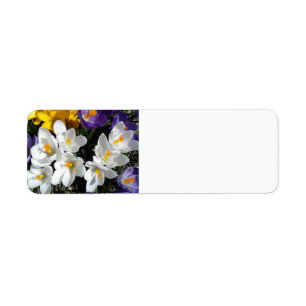 Étiquette Mélange de ressort de fleurs de crocus