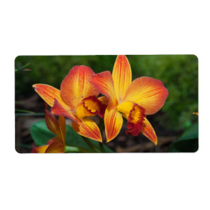 Étiquette Merveilleuse Orchidée Rhyncattleanthe Jaune Orange