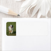 Étiquette Miniature American Shepherd Blue Merle Running (En situation)