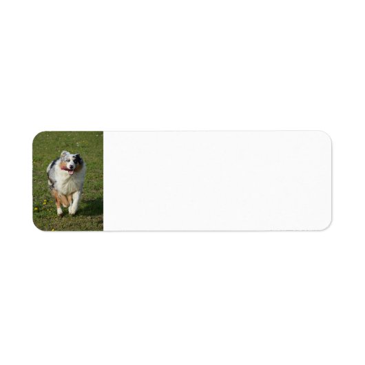 Étiquette Miniature American Shepherd Blue Merle Running (Devant)
