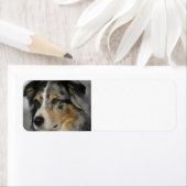 Étiquette Miniature American Shepherd Blue Merle seconde (En situation)