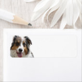 Étiquette Miniature American Shepherd Merle (En situation)