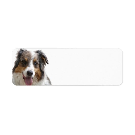 Étiquette Miniature American Shepherd Merle (Devant)