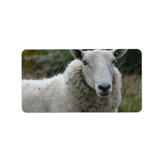 Étiquette Mouton blanc (Devant)