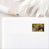 Étiquette Noble taureau (En situation)