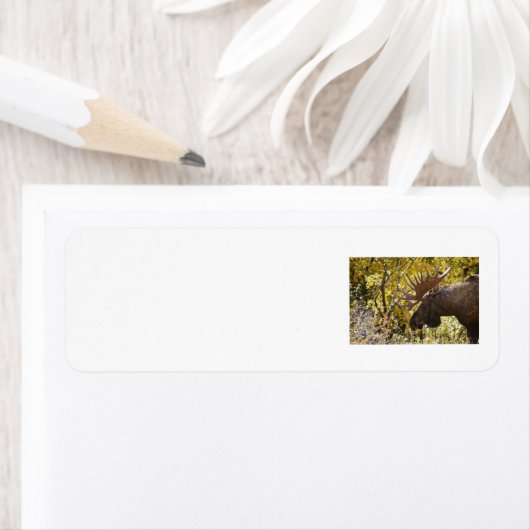 Étiquette Noble taureau (En situation)