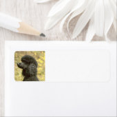 Étiquette noir de caniche (En situation)