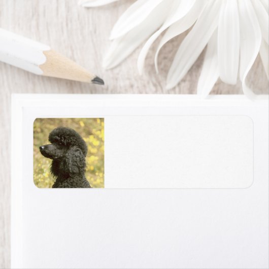 Étiquette noir de caniche (En situation)