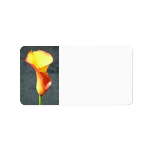 Étiquette Orange Calla Lily (Devant)