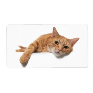 Étiquette Orange Cat Laying Down
