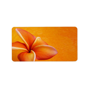 Étiquette Orange Jaune Plumeria Fleur Orange Arrière - plan
