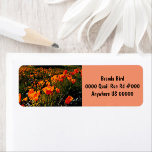 Étiquette Orange Mexicain Gold Poppies fleurissent au printe