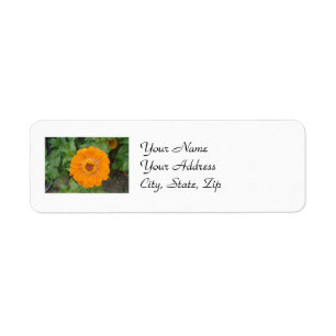 Étiquette Orange Zinnia
