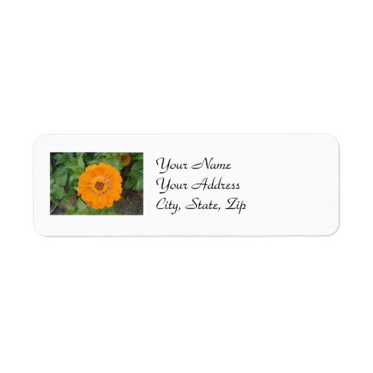 Étiquette Orange Zinnia (Devant)