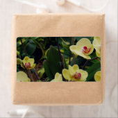 Étiquette Orchidées Phalaenopsis Jaune et Rouge (En situation)
