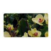 Étiquette Orchidées Phalaenopsis Jaune et Rouge (Devant)